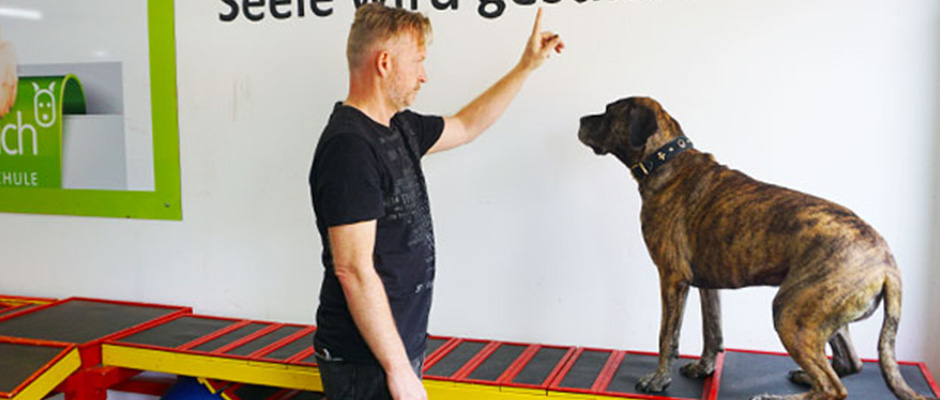 Einsatzhunde – erziehen & trainieren